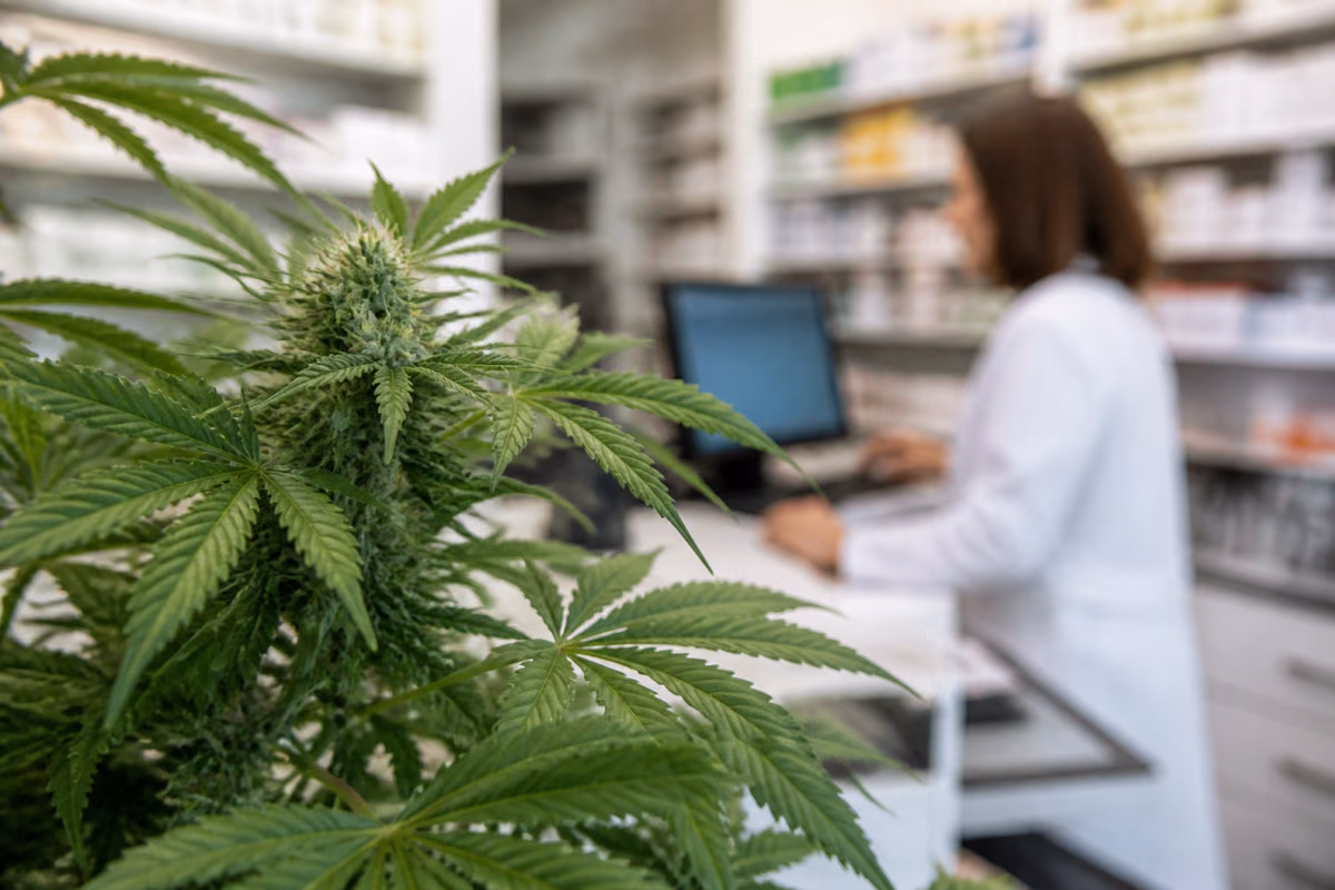 Planta de canábis em flor em primeiro plano e, ao fundo desfocado, uma farmacêutica ao computador