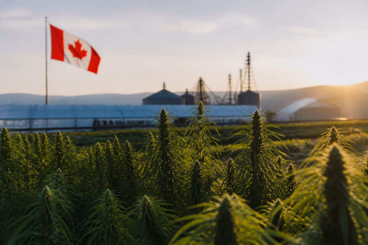 Plantas de canábis num campo ao pôr do sol com bandeira do Canadá, estufas e silos ao fundo