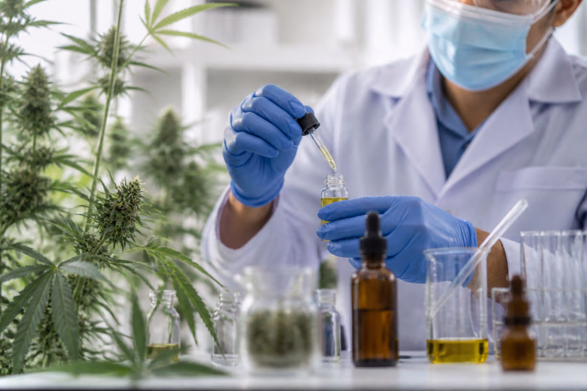 Cientista em laboratório pinga óleo de canábis com um conta-gotas num frasco junto a plantas de canábis