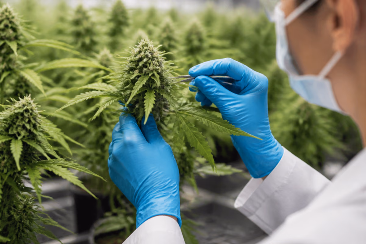 Investigador com luvas azuis e máscara examina com pinça uma planta de canábis medicinal em estufa