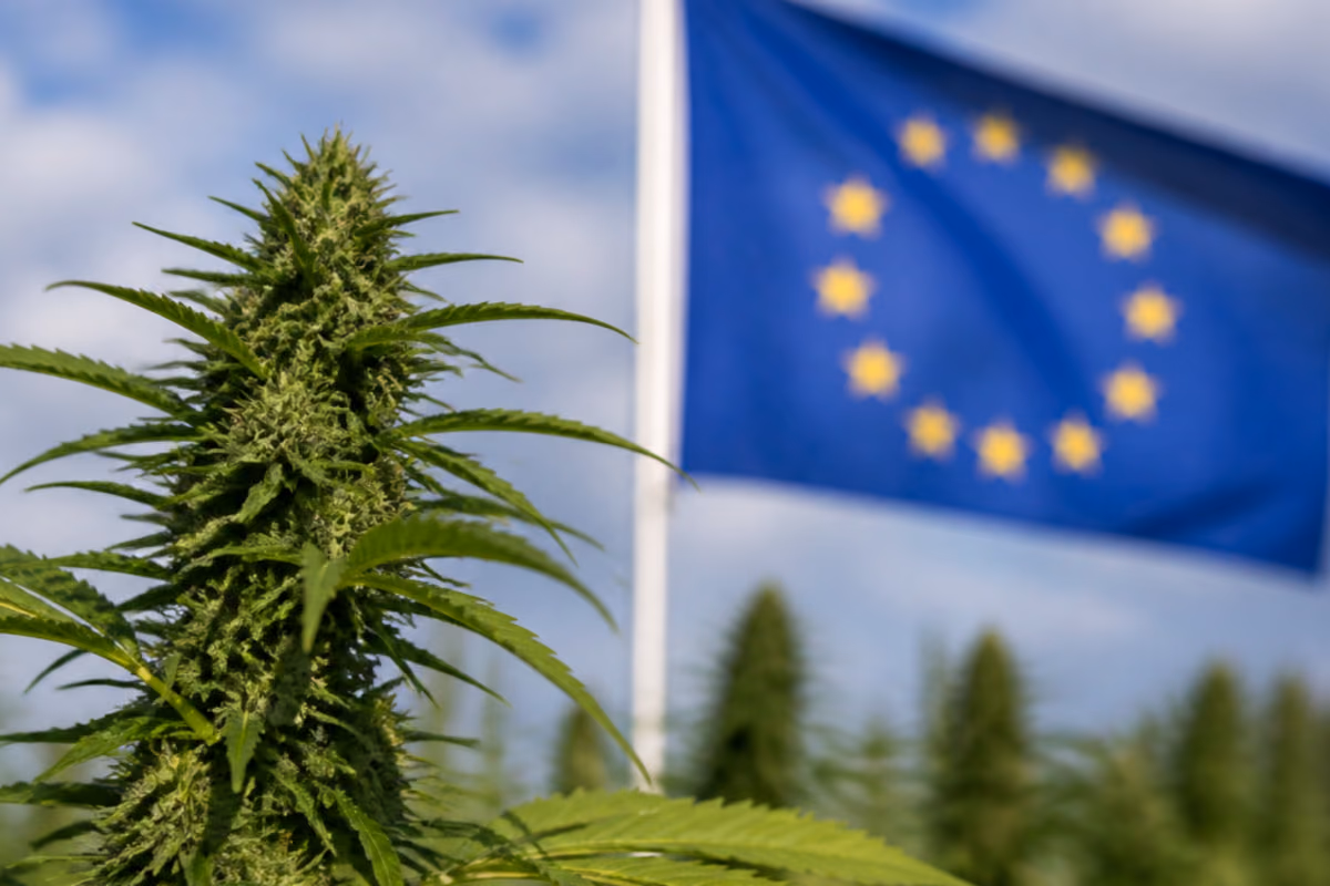 Planta de canábis em primeiro plano com bandeira da União Europeia desfocada ao fundo num céu azul