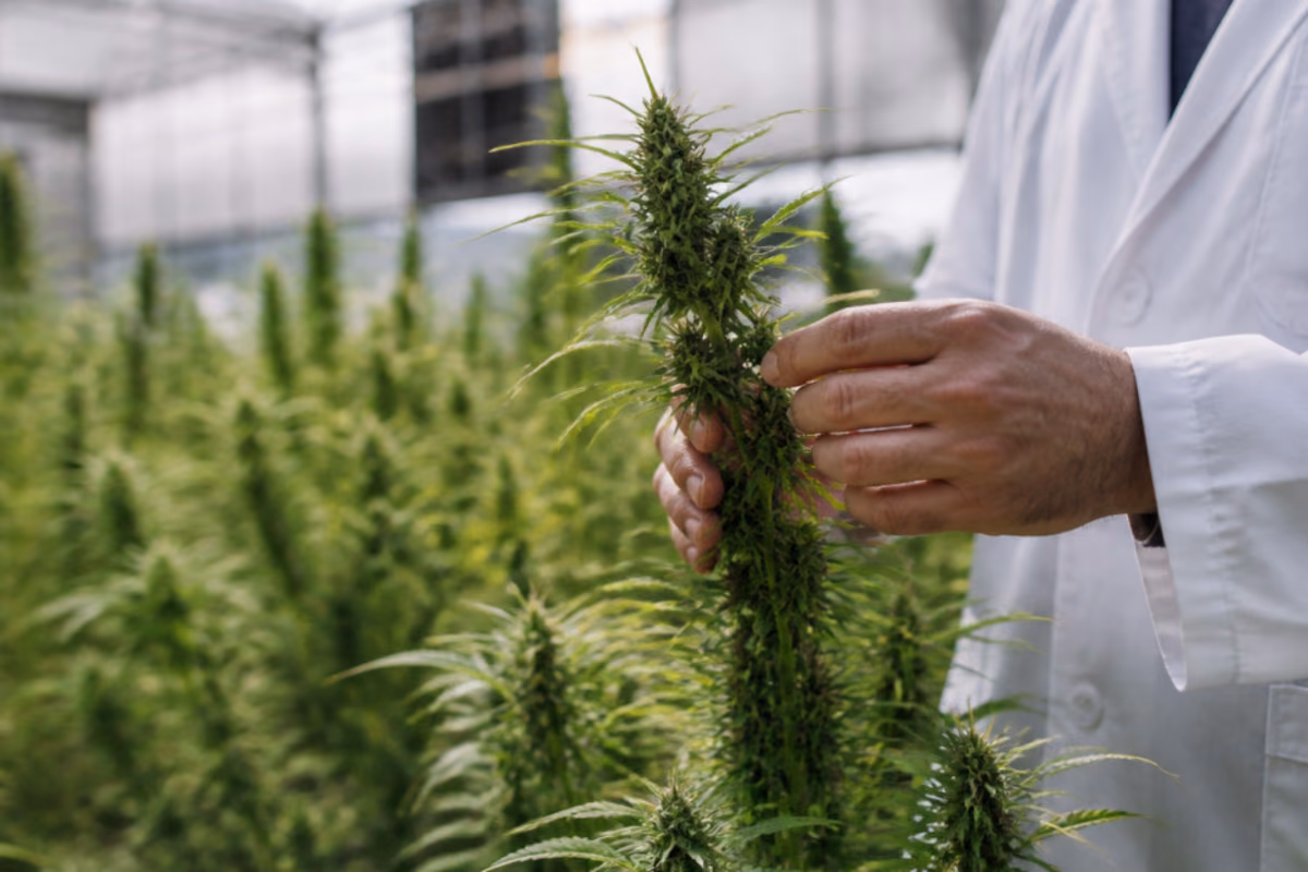 Mão de cientista de jaleco branco examinando uma planta de cannabis em estufa com cultivo ao fundo